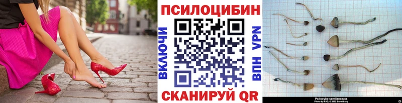 Купить где  Палласовка  Галлюциногенные грибы Psilocybe 